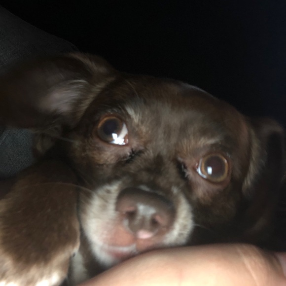 Meet your Posher, Tessa - Picture 1 of 1